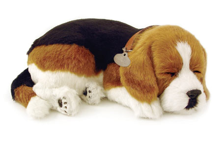 PPETZBEAGLE.jpg